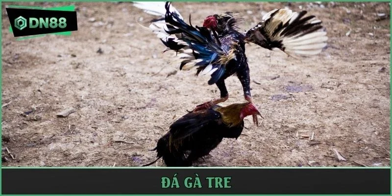 đá gà tre