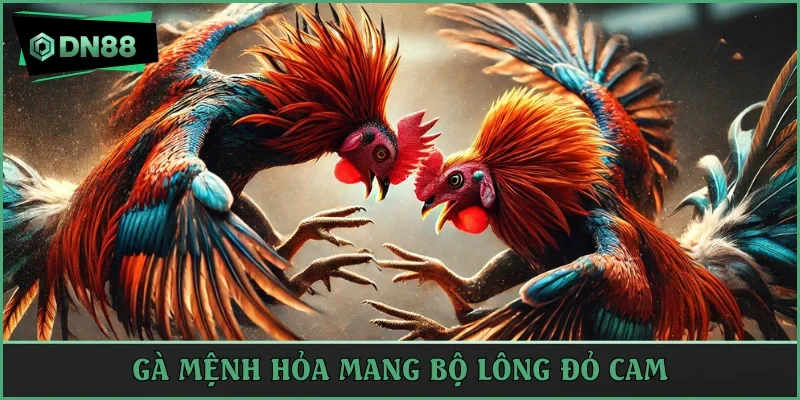 Gà mệnh hỏa mang bộ lông đỏ cam