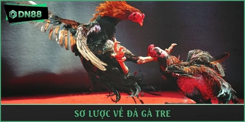 Giải mã đá gà tre