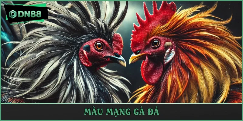 màu mạng gà đá